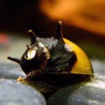حلزون خاردار (Horned Nerite Snail)