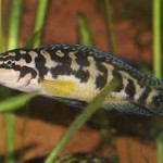 سیچلاید جولی (Julie Cichlid)