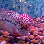فلاورهورن کامفا (Kamfa Flowerhorn)