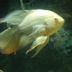 اسکار باله بلند (Long finned Oscar)