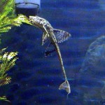 گربه ماهی پاناما (Loricaria Catfish)