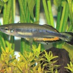 ماهی رنگین کمانی ماداگاسکار (Madagascar Rainbow)