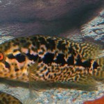 سیچلاید جگوار (Managua Cichlid)