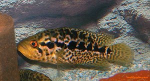 سیچلاید جگوار