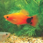 پلاتی میکی موس (Mickey Mouse Platy)