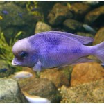 سیچلاید موری (Moorii Cichlid)