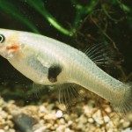 گامبوزیا (Mosquitofish or Eastern mosquitofish)