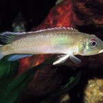 سیچلاید نانوکرومیس (Nanochromis Cichlid)