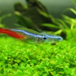 تترای نئون (Neon Tetra)