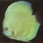 ماهی دیسکس (Discus Fish)