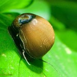 حلزون زیتونی (Olive Nerite Snail)