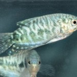 گورامی مرمری (Opaline Gourami)
