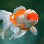 گلدفیش اوراندا (Oranda Goldfish)