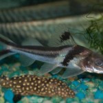 گربه ماهی آراسته (Ornate Pimelodus Catfish)