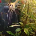 آکواریوم پارک شهر (City Park Aquarium in Tehran)