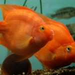 ماهی پرت (Parrot Cichlid Fish)