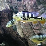پیکاک باس (Peacock Bass)