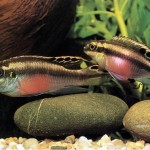سیچلاید کرینسیس (Pelvicachromis pulcher )