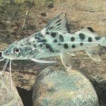 گربه ماهی پیکتوس (Pictus Catfish)