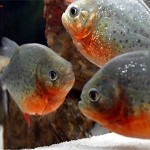 ماهی پیرانا (Piranha)