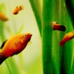 ماهی پلاتی(Xiphophorus Maculatus)