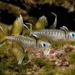 ماهی رنگین کمانی دم چنگالی (Pseudomugil Rainbowfish)
