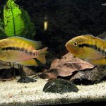 سیچلاید رنگین کمانی (Rainbow Cichlid)