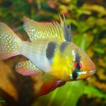 ماهی رامیزی (Microgeophagus ramirezi)