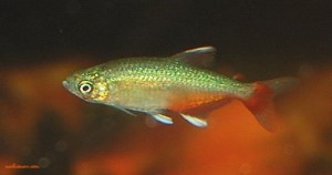 تترای باله خونی