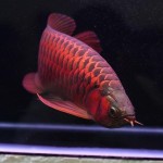 آروانای قرمز (Red Arowana)