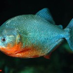 پیرانای شکم قرمز (Red Belly Piranha)
