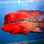 فلاورهورن رد دراگون (Red Dragon Flowerhorn)