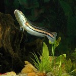 سرماری قرمز (Red Snakehead)