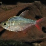 تترای دم قرمز آینه ای (Red Tail Mirror Tetra)