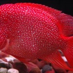 سیچلاید تگزاس قرمز (Red Texas)