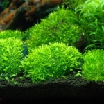 گیاه ریکسیا (Riccia)