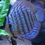 دیسکس آبی سلطنتی (Royal Blue Discus)