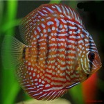 دیسکس قرمز سلطنتی (Royal Red Discus)