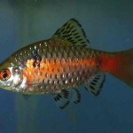 بارب مخملی (Scarlet Barb)