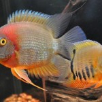 ماهی سورم (Severum)