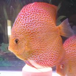 دیسکس پوست ماری (Snakeskin Discus)