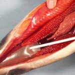 بیماری کیسه هوا (Swim Bladder)