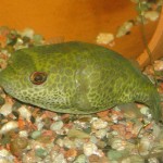 تارگت پوفر (Target Puffer)