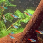 ماهی تترا (Hyphessobrycon)