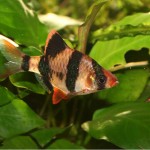 بارب ببری (Tiger Barb)