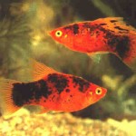 پلاتی بادبان باله (Topsail Platy)