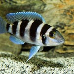 سیچلاید پنج خط (Tretocephalus Cichlid)