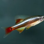 دانیو ابر سفید کوهستانی (White Cloud Mountain Minnow)