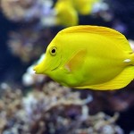 ماهی تانگ زرد (Yellow Tang)