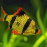 ماهی بارب(Barbus)